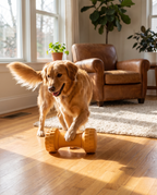 Dog playing with Roam App-Controlled Robotic Bone at home