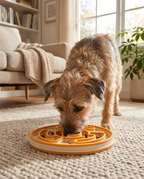 Dog working the Brain Maze Level 3 Treat Maze on a rug