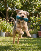 Dog playing with the Zogo Bone Eco Rubber Treat Toy in the garden