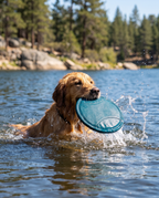 Dog swimming with the AquaFly Floating Water Frisbee